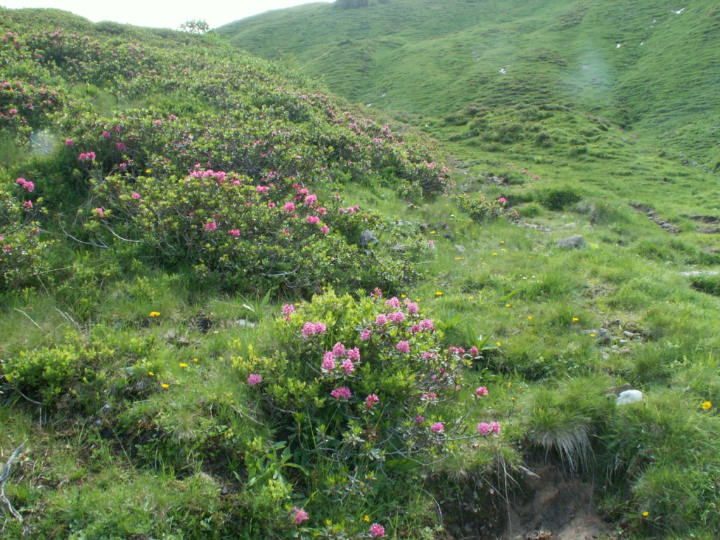 überall Alpenrosen