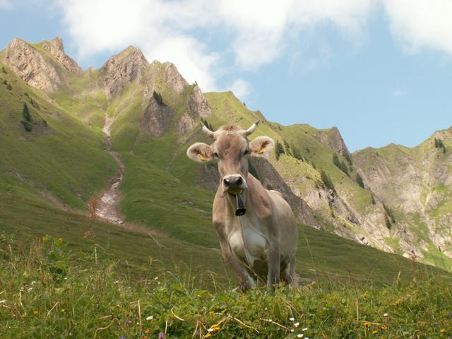 eine neugierige Kuh