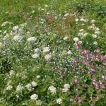 schöne Blumen am Wegesrand