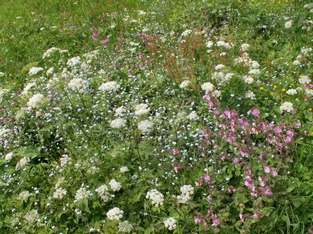 schöne Blumen am Wegesrand