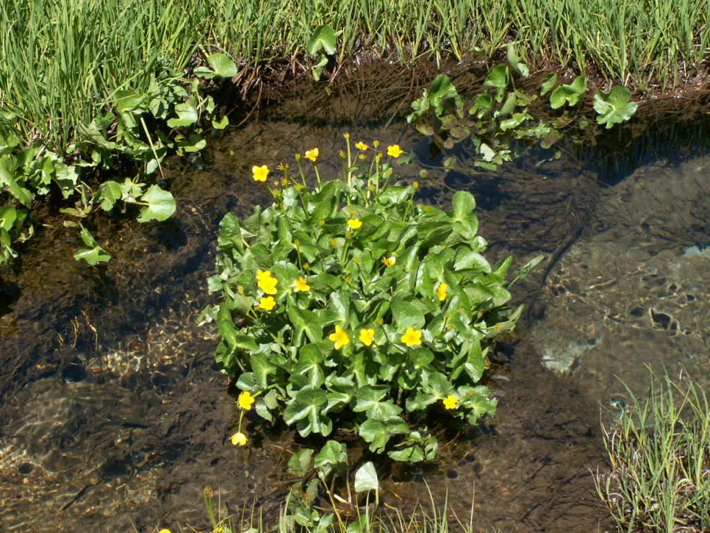 schöne Blumen mitten im kalten Wasser