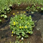 schöne Blumen mitten im kalten Wasser