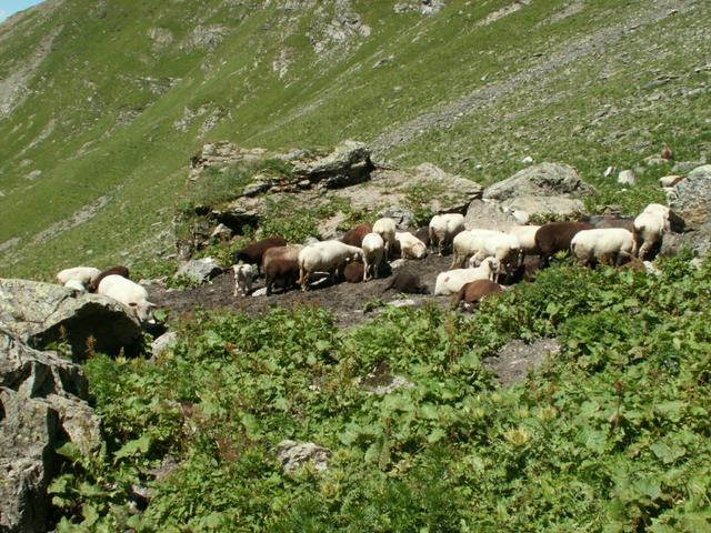 Schafe auf der Richetlialp