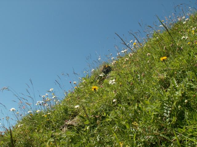 was für eine Alpenflora