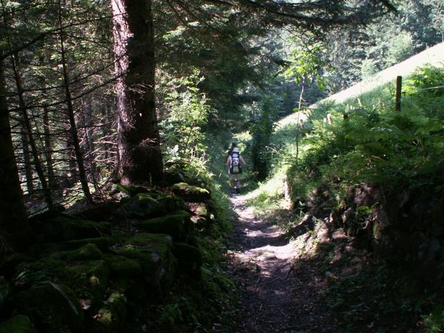 jetzt geht es alles durch einen schönen Wald