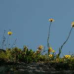 schöne Blumen