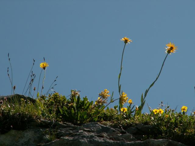 schöne Blumen