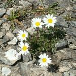Alpen-Wucherblume
