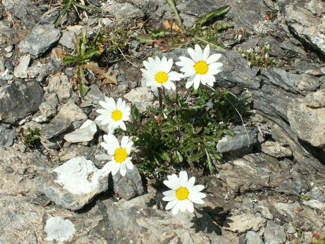 Alpen-Wucherblume