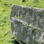 diese Natur! Glockenblumen in der Felsspalte