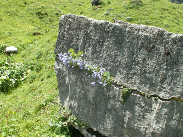 diese Natur! Glockenblumen in der Felsspalte