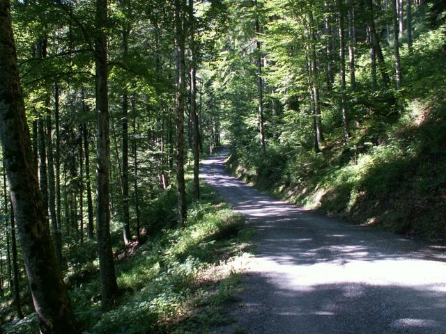 und dann durch den Wald geht es langsam aufwärts