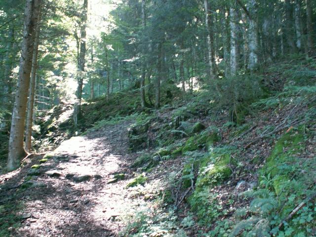 durch dichte einsame Wälder führt unser Weg Richtung Meerenboden