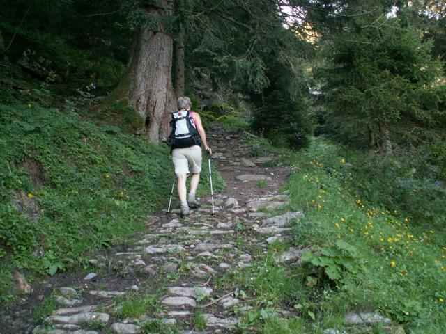 gut angelegter Waldweg