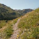 wunderschön hier, Alpenblumen soweit das Auge reicht