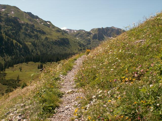 wunderschön hier, Alpenblumen soweit das Auge reicht