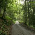 unser Weg führt zuerst durch den Wald