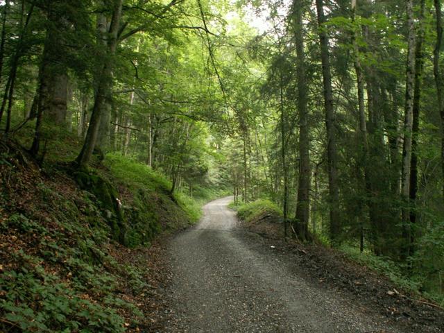 unser Weg führt zuerst durch den Wald