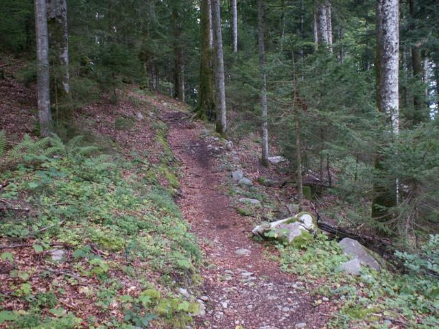 nun führt der Weg durch einen schönen Wald runter nach Näfels