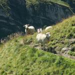 Schafe versperren den Weg