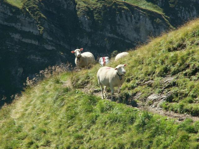 Schafe versperren den Weg