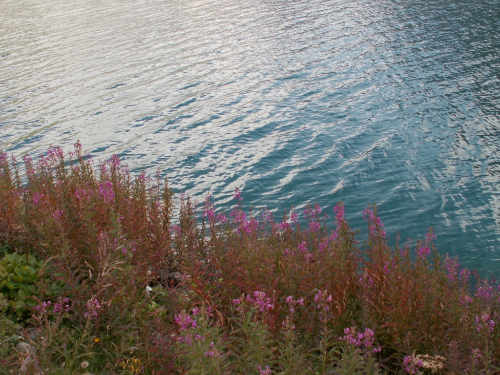 schöne Blumen am Wegesrand