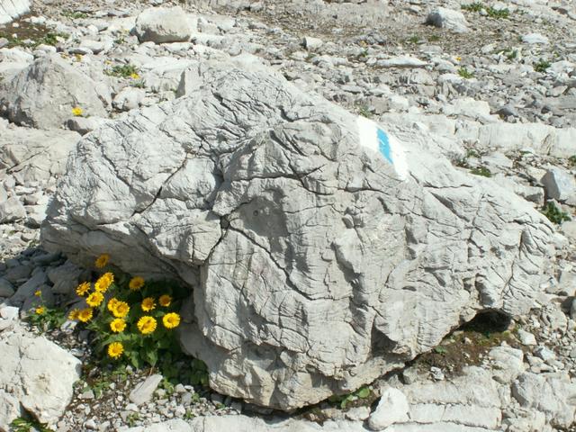 in dieser Steinwüste hat es noch Blumen