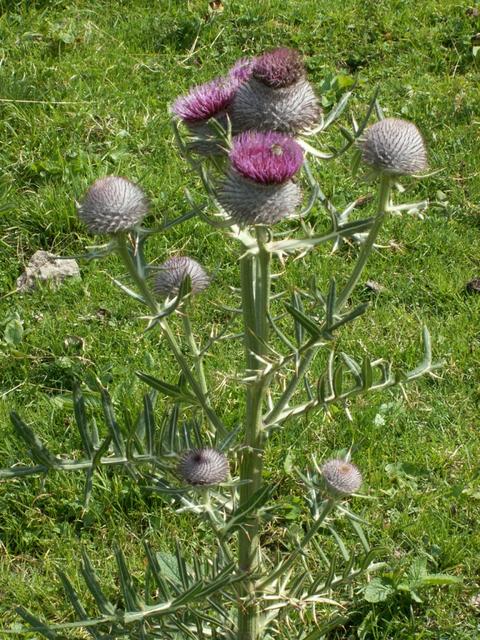 eine riesige Distel