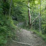 im Wald bei Lauiboden