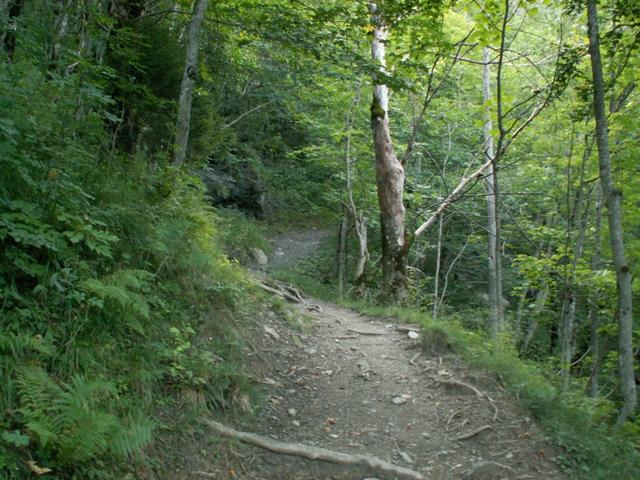 im Wald bei Lauiboden