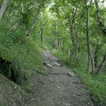 durch den Wald geht es immer aufwärts