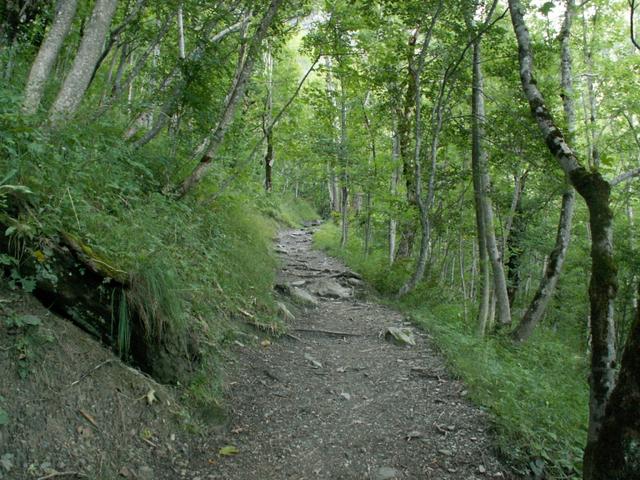 durch den Wald geht es immer aufwärts