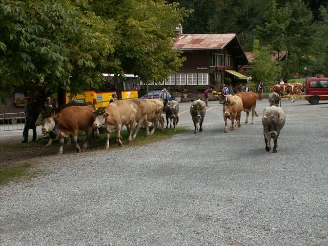 Alpabzug in Stechelberg