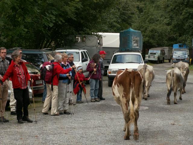 die Kühe laufen durch den Parkplatz