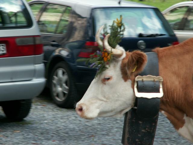 schön geschmückt