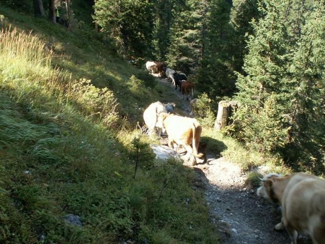 die Kühe laufen runter nach Stechelberg