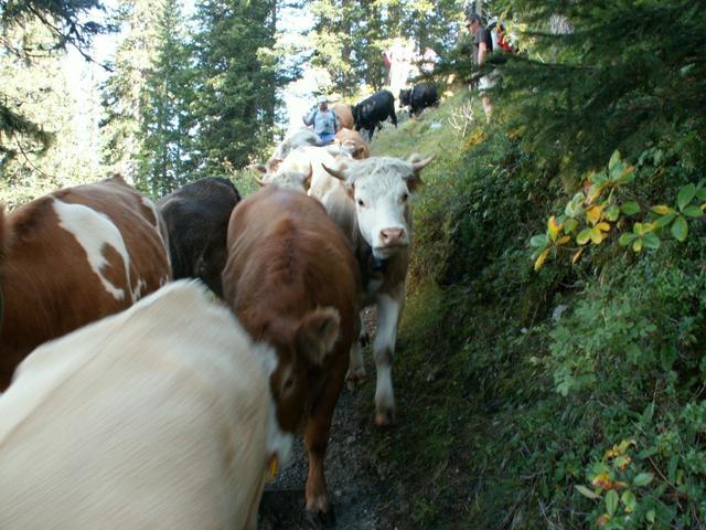 sie kommen von der Busenalp