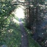 zuerst durch einen schönen Wald