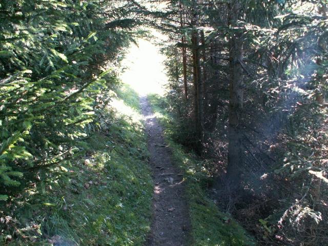 zuerst durch einen schönen Wald