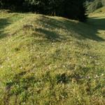 eine Wiese voll von Herbstzeitlosen