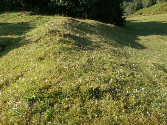 eine Wiese voll von Herbstzeitlosen