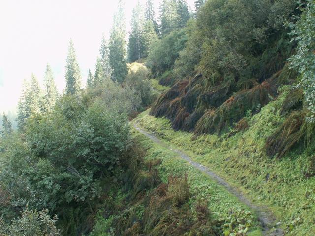 Bergweg durch den Auerenwald