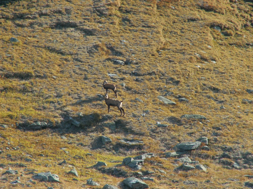 hier muss das Steinwild keine Angst haben