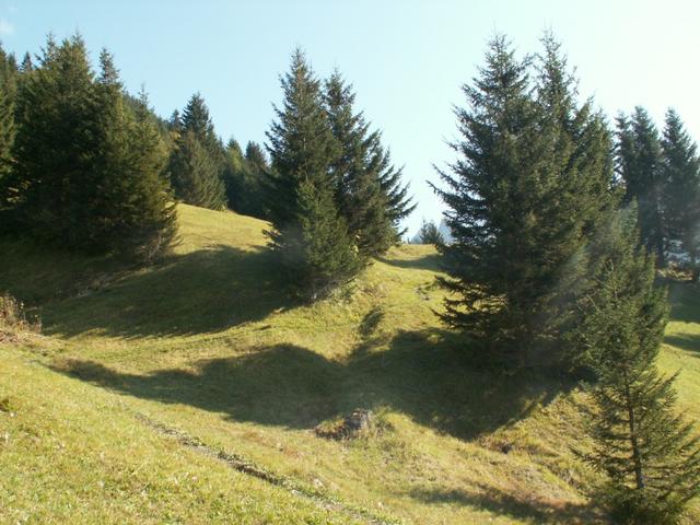 über schöne Waldlichtungen