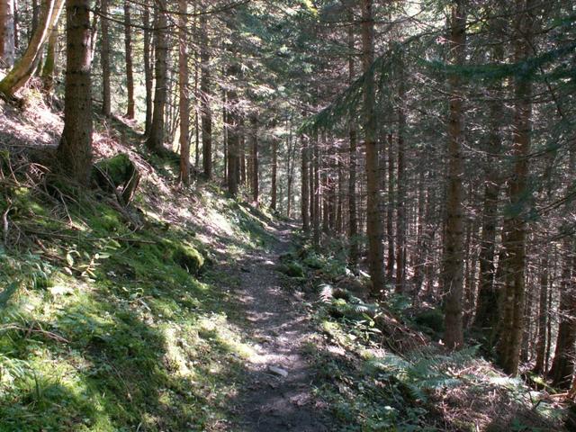 und Wälder geht es weiter