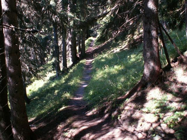 durch einen schönen romantischen Wald