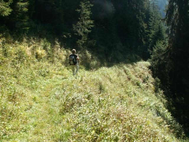 schöne Waldlichtungen