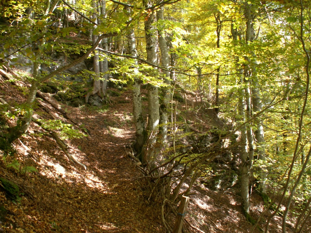 es geht durch einsame Wälder