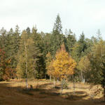 Moorlandschaft vor dem Chapfensee