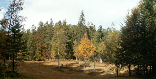 Moorlandschaft vor dem Chapfensee